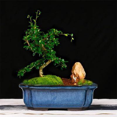 Vasi dell'interno ceramici lustrati manuali dei bonsai 24cmx19cmx8cm