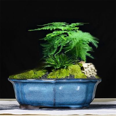Vasi ceramici blu lustrati della pianta d'appartamento dei bonsai 30x23x10cm
